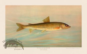 Rocky Mountain Whitefish